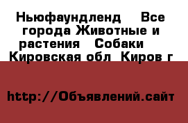 Ньюфаундленд  - Все города Животные и растения » Собаки   . Кировская обл.,Киров г.